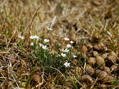 Psammophiliella muralis