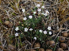 Psammophiliella muralis