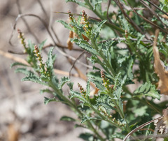 Stillingia treculiana