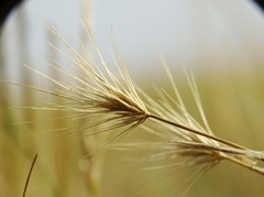 Hordeum geniculatum