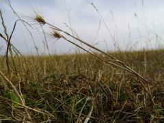 Hordeum geniculatum