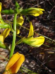 Lebeckia grandiflora