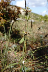 Stachys atherocalyx
