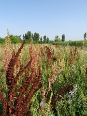 Rumex stenophyllus