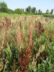 Rumex stenophyllus