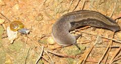 Urocyclus kirkii
