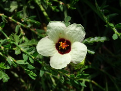 Hibiscus trionum