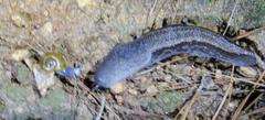 Urocyclus kirkii