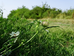 Hibiscus trionum