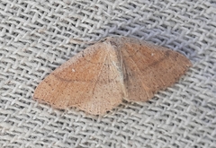 Cyclophora ruficiliaria