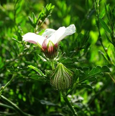 Hibiscus trionum