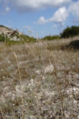 Camelina rumelica