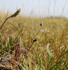 Carex stenophylla