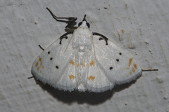 Brihaspa atrostigmella