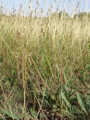 Plantago schwarzenbergiana
