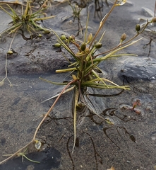 Subularia aquatica
