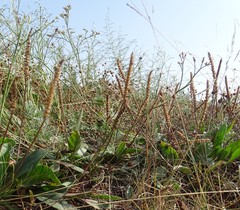 Plantago schwarzenbergiana