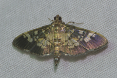 Uresiphita quinquigera