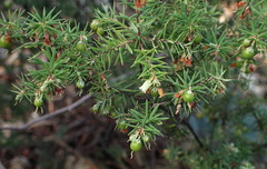 Leptecophylla divaricata