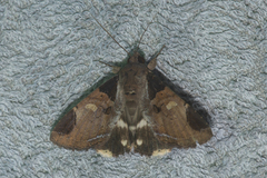 Ercheia