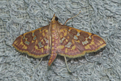 Ischnurges gratiosalis