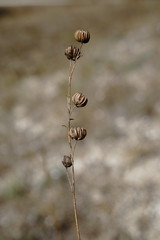 Linum squamulosum