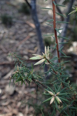 Leptecophylla divaricata