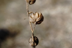 Linum squamulosum