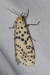 Juxtarctia multiguttata