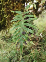 Polypodiodes amoena
