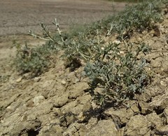 Artemisia santonicum