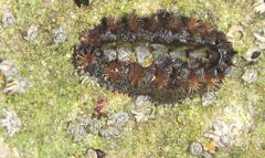 Acanthochitona garnoti