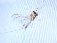 Maccaffertium terminatum terminatum