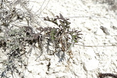 Brassica elongata pinnatifida