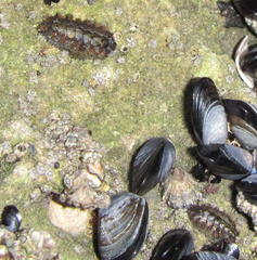 Acanthochitona garnoti