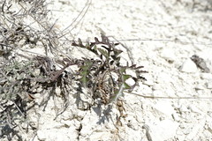 Brassica elongata pinnatifida