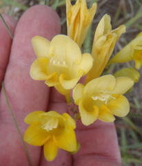 Freesia corymbosa