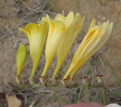 Freesia corymbosa