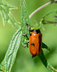 Clytra quadripunctata