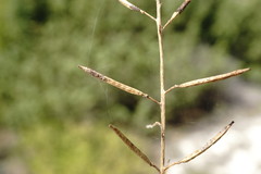 Brassica elongata pinnatifida