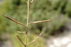 Brassica elongata pinnatifida