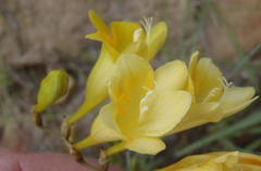Freesia corymbosa