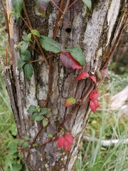 Toxicodendron orientale