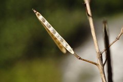 Brassica elongata pinnatifida
