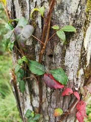 Toxicodendron orientale