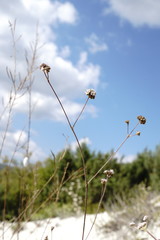 Gypsophila pallasii