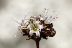 Gypsophila pallasii