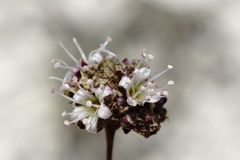 Gypsophila pallasii