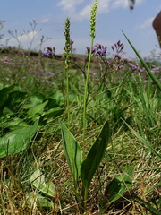 Plantago schwarzenbergiana