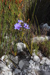 Aristea dichotoma